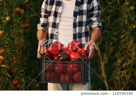 Close up view of man in garden that is collecting pepper Close up view of man in garden that is collecting pepper 128594340