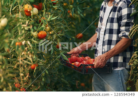 Close up view of man in garden that is collecting tomatoes 128594349