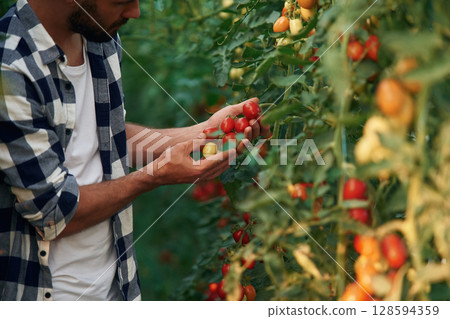 Many of the fresh tomatoes. Beautiful young man is in the garden 128594359