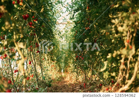 Close up view of tomatoes on the farm Close up view of tomatoes on the farm 128594362