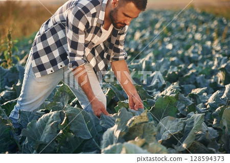 Cabbage is growing up. Man is on the agricultural field, conception of work and harvest Cabbage is growing up. Man is on the agricultural field, conception of work and harvest 128594373