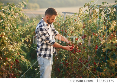 Many of the fresh tomatoes. Beautiful young man is in the garden 128594379