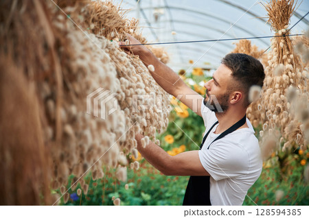 Looking at dried plants that are hanging. Young gardener is in the greenhouse 128594385