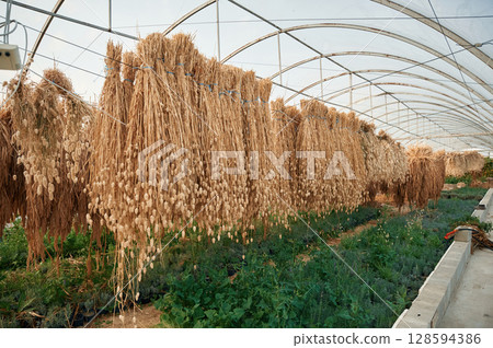 Bunch of dried plants are hanging in the greenhouse Bunch of dried plants are hanging in the greenhouse 128594386
