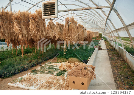 Bunch of dried plants are hanging in the greenhouse Bunch of dried plants are hanging in the greenhouse 128594387