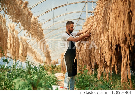 Many of the dried plants is hanging. Young gardener is in the greenhouse Many of the dried plants is hanging. Young gardener is in the greenhouse 128594401