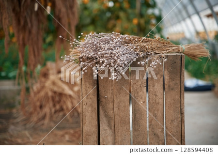 Dried flax is lying down on a wooden box in the greenhouse Dried flax is lying down on a wooden box in the greenhouse 128594408