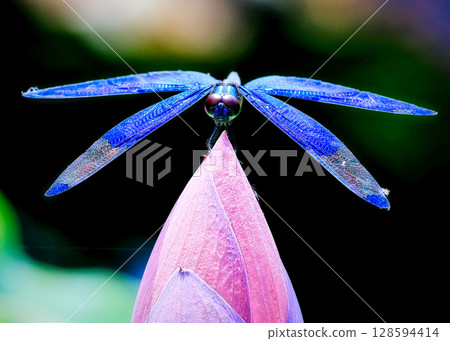 彩虹之翼 128594414