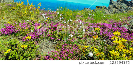Magical enchanted forest with glowing fireflies, butterflies and colorful flowers. Fantasy nature background concept Magical enchanted forest with glowing fireflies, butterflies and colorful flowers. Fantasy nature background concept 128594575