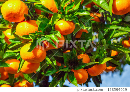 Orange garden 128594929