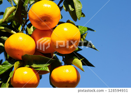 Orange garden Orange garden 128594931