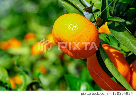 橙色的花園 128594934