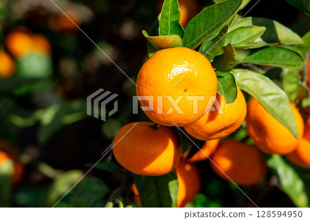 Orange garden 128594950