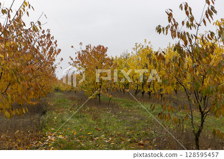 sweet cherry trees with yellow foliage in autumn, cloudy weather with gray sky, landscape photography sweet cherry trees with yellow foliage in autumn, cloudy weather with gray sky, landscape photography 128595457
