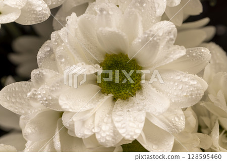 flowers covered with drops of water, wet chamomile flowers in a large gift bouquet, closeup 128595460