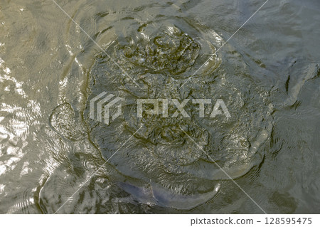 larger carps swimming in muddy water, feeding large carps in lake water, A group of hungry fish in a lake larger carps swimming in muddy water, feeding large carps in lake water, A group of hungry fish in a lake 128595475