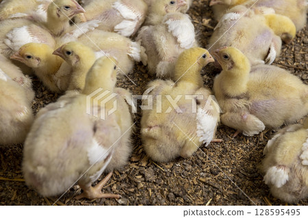 small chickens in down and feathers during cultivation at a poultry farm close up small chickens in down and feathers during cultivation at a poultry farm close up 128595495