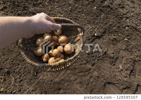 a basket and onions in the field, the soil and yellow onions for planting during farming in the garden, close up a basket and onions in the field, the soil and yellow onions for planting during farming in the garden, close up 128595507