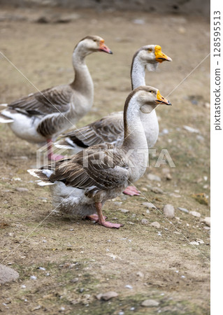 a group of large grey geese on the ground near the shore, three adult swans with grey and white feathers on the shore of a small lake a group of large grey geese on the ground near the shore, three adult swans with grey and white feathers on the shore of a small lake 128595513