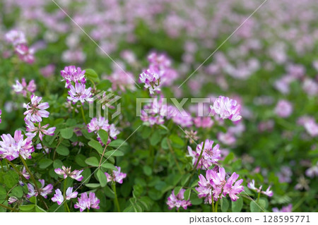 Lotus grass 128595771