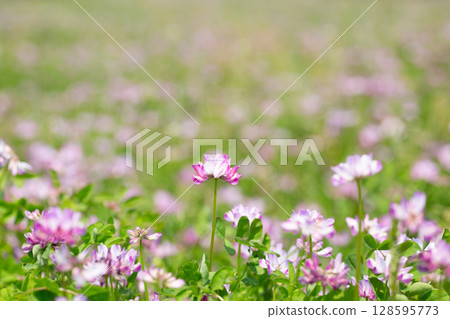 蓮花草 蓮花草 128595773