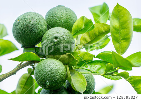 洛斯卡沃斯 128595827