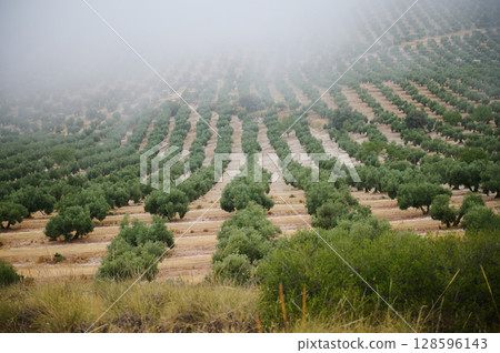 Gentle Hillside Olive Grove and Misty Landscape Capture in a Serene Rural Setting Gentle Hillside Olive Grove and Misty Landscape Capture in a Serene Rural Setting 128596143