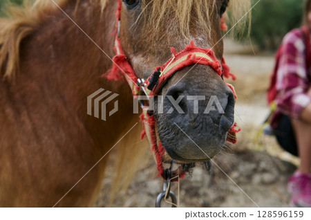 Close-Up of a Pony Muzzle with Red Halter Outdoors in Nature Close-Up of a Pony Muzzle with Red Halter Outdoors in Nature 128596159