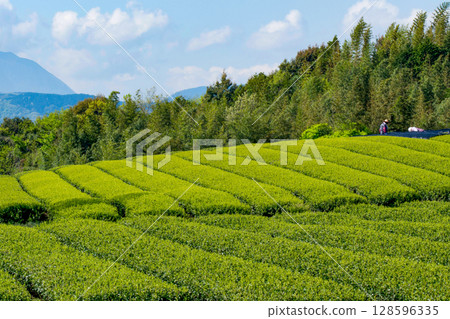 新鮮的綠茶種植園 128596335