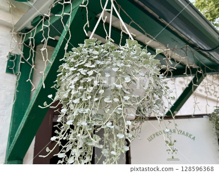 A white planter with flowers is hanging at the entrance to the building. High quality photo 128596368