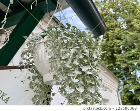 A white planter with flowers is hanging at the entrance to the building. High quality photo 128596369
