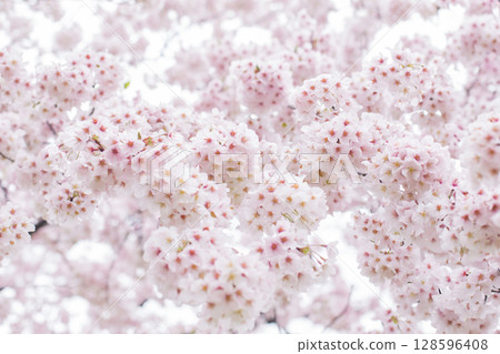 櫻花盛開 128596408