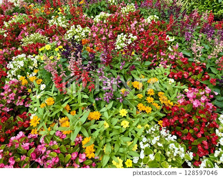 花壇盛開各種鮮花 花壇盛開各種鮮花 128597046