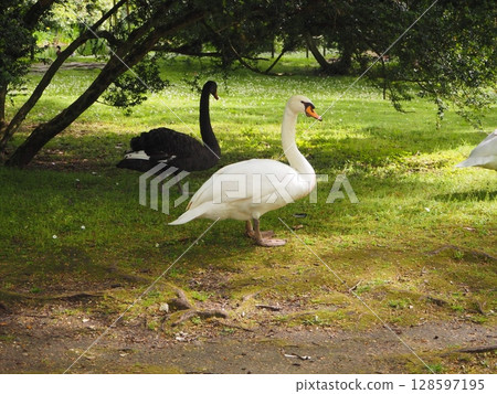 White Swan 128597195