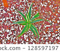 Agave plant 128597197
