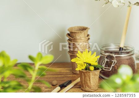 Greenery sustainable home still life. Home gardening. Spring composition with peat garden pots, potted plantes and garden accessories on wooden table on blue background. Hobby and relaxing at home Greenery sustainable home still life. Home gardening. Spring composition with peat garden pots, potted plantes and garden accessories on wooden table on blue background. Hobby and relaxing at home 128597355