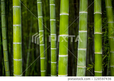 竹林 竹林 128597436