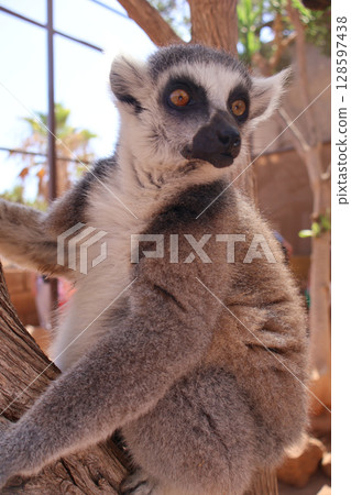 Close-Up of a Ring-Tailed Lemur Perched on a Tree Branch in Daylight 128597438
