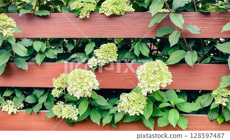 wooden board fence with hydrangea flowers 128597487