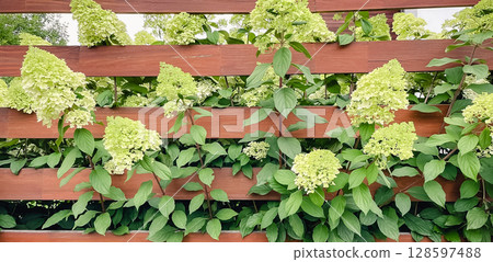 wooden board fence with hydrangea flowers 128597488