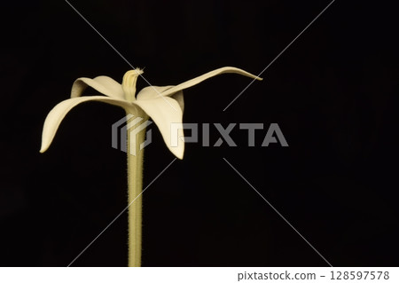 Hippobroma Longiflora Hippobroma Longiflora 128597578