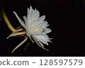 Epiphyllum Anguliger. 128597579