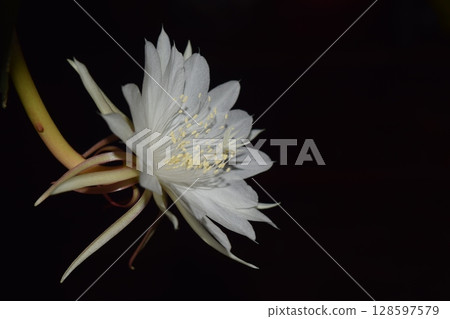 Epiphyllum Anguliger. Epiphyllum Anguliger. 128597579