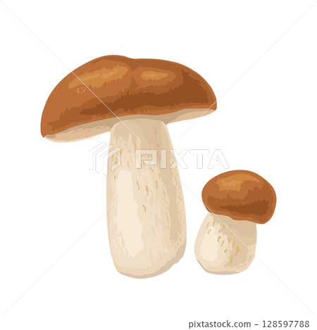 Mushroom boletus. Vector color realistic illustration. Isolated on white Mushroom boletus. Vector color realistic illustration. Isolated on white 128597788