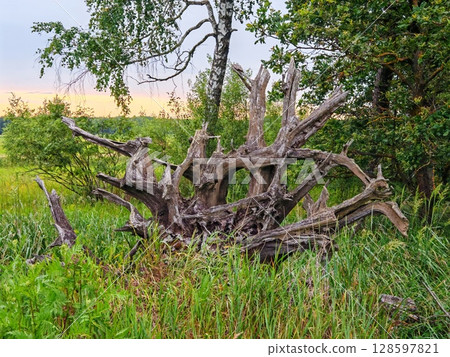 Roots of a tree that are sticking out of ground. old roots of tree stick out in forest. Beautiful summer country natural evening landscape. concept of unity with nature 128597821