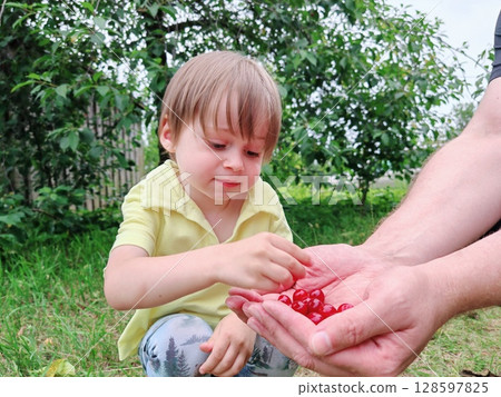 child is picking cherries in the garden. boy eats cherries in the garden. Dad is holding a cherry for his son. A cute little boy. child is picking cherries in the garden. boy eats cherries in the garden. Dad is holding a cherry for his son. A cute little boy. 128597825