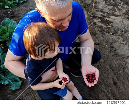 Parental care, dad gives her son organic berries. Cute funny toddler boy eating raspberry. little child is eating raspberries in garden. Father's Day 128597901