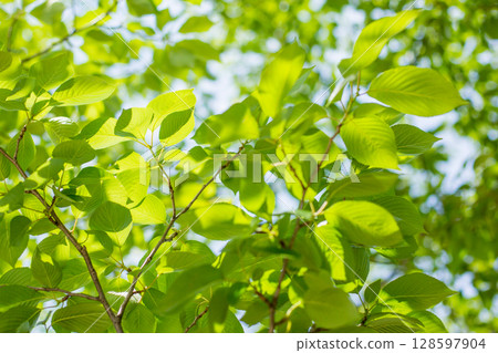 Fresh green cherry 128597904