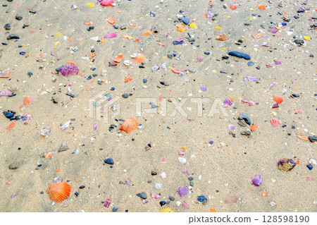 Yagatajima coast non-fan shell Yagatajima coast non-fan shell 128598190