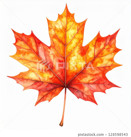 Watercolor Autumn Maple Leaf 128598543